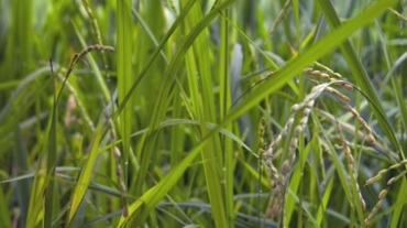 地里的庄稼水稻麦穗视频素材