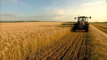 农业机械收割小麦视频素材