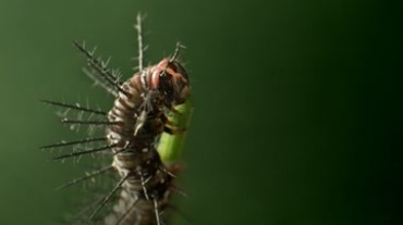 昆虫害虫啃食农作物特写实拍镜头视频素材