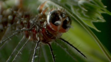 昆虫害虫啃食农作物特写实拍镜头视频素材