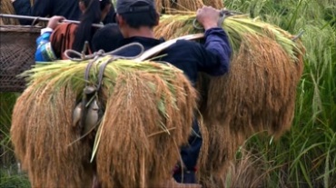 农民挑麦子视频素材