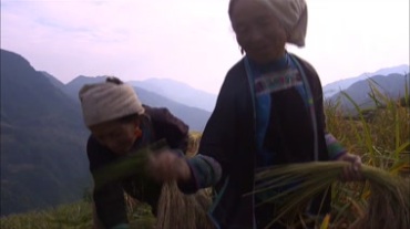 农民在收麦子视频素材