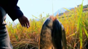 农民在庄稼地里拎着大鲤鱼视频素材