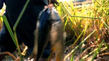 农民在庄稼地里拎着大鲤鱼视频素材