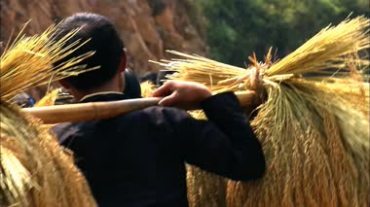 成熟的稻穗水稻视频素材