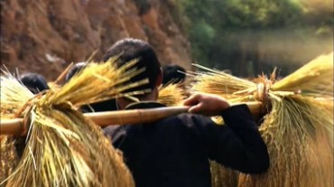 成熟的稻穗水稻视频素材