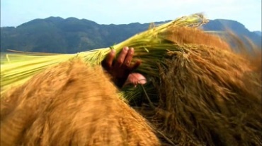 农民收获麦子视频素材
