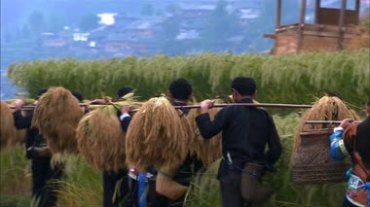 农民挑着刚收割的麦子在田间行走视频素材
