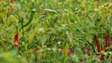 辣椒种植采摘视频素材