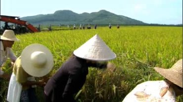 农民在田间劳作视频素材