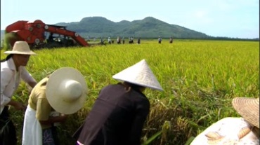农民在田间劳作视频素材