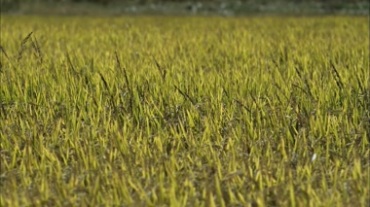 农业农田麦穗视频素材
