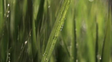 清晨绿叶上的水珠流淌视频素材