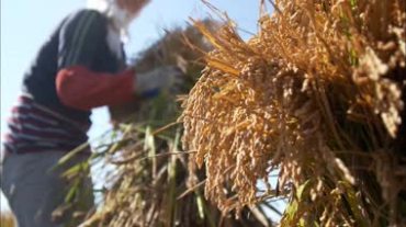 农民收获成捆的稻子视频素材