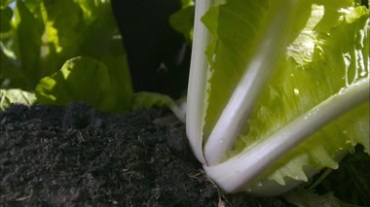菜地里砍白菜摘白菜特写镜头视频素材