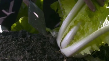 菜地里砍白菜摘白菜特写镜头视频素材