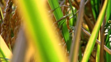成熟的稻穗，粒粒饱满的稻谷视频素材