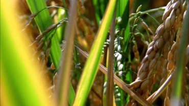 成熟的稻穗，粒粒饱满的稻谷视频素材