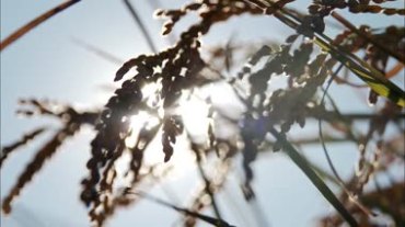 阳光照耀稻穗上饱满的果实视频素材