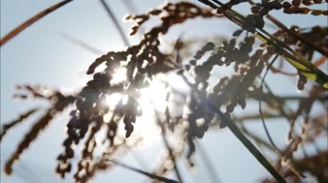 阳光照耀稻穗上饱满的果实视频素材