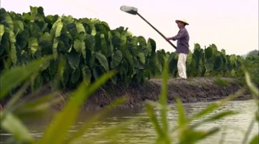 农民在田间用舀子浇灌庄稼视频素材