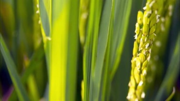 农业生态青绿色麦穗稻穗视频素材