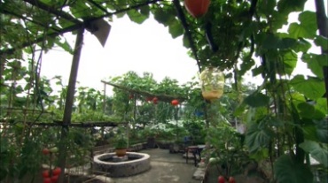 农家院子里搭的瓜架子 农村小院瓜棚视频素材