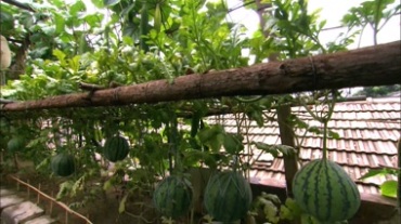 农家院南瓜丝瓜架子视频素材