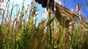 藏族农民在辛勤割麦子视频素材