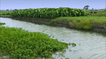 农村农民舀水浇芋头地视频素材
