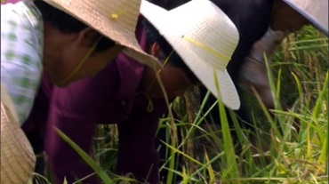 农民手拿镰刀割稻子视频素材
