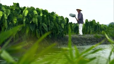 农民河边给菜地浇水视频素材