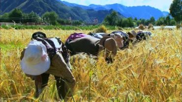 藏族农民在田间割麦子视频素材