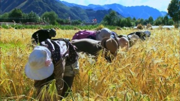 藏族农民在田间割麦子视频素材
