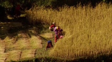 藏族农民收割青稞作物视频素材