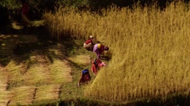 藏族农民收割青稞作物视频素材