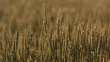 野外植物穗子视频素材