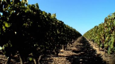 葡萄种植园视频素材