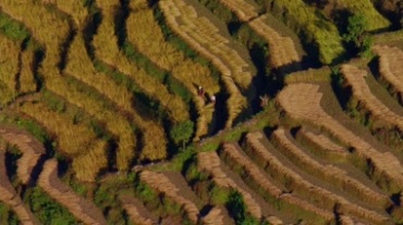 梯田农作物成熟收割航拍视频素材