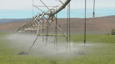 农业管道喷洒灌溉农作物视频素材