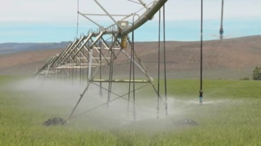 农业管道喷洒灌溉农作物视频素材