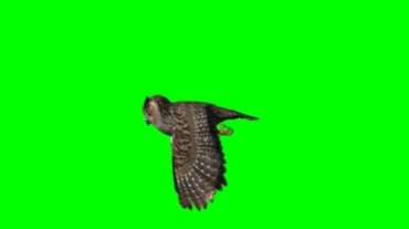 猫头鹰飞行绿屏抠像特效视频素材