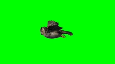 猫头鹰飞行绿屏抠像特效视频素材