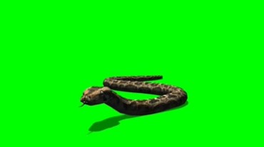 蛇爬行姿势绿幕背景抠像特效视频素材