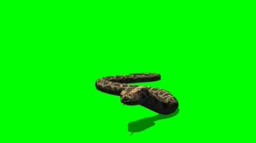 蛇爬行姿势绿幕背景抠像特效视频素材