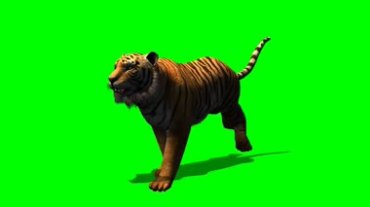 老虎奔跑动作绿幕背景透明抠像特效视频素材