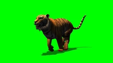 老虎奔跑动作绿幕背景透明抠像特效视频素材