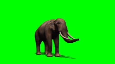 大象调皮玩耍象鼻绿屏抠像动态特效视频素材