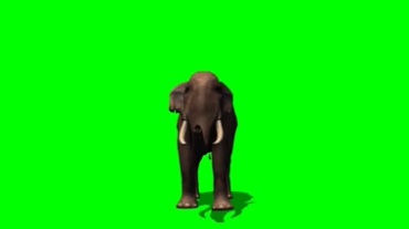 大象调皮玩耍象鼻绿屏抠像动态特效视频素材