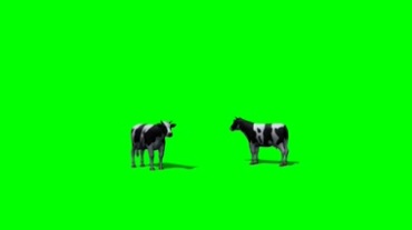奶牛绿屏抠像特效视频素材